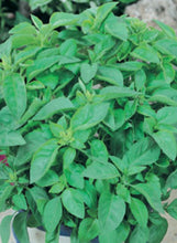 Load image into Gallery viewer, Basil 'Greek Columnar'