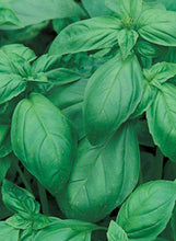 Load image into Gallery viewer, Basil 'Sweet'