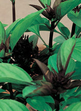 Load image into Gallery viewer, Basil 'Thai Siam Queen'