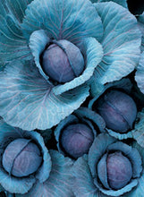 Load image into Gallery viewer, Cabbage "Ruby Perfection"