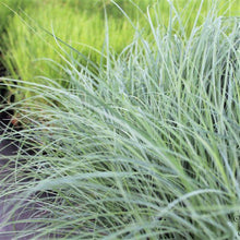 Load image into Gallery viewer, Carex flacca 'Blue Zinger' Sedge