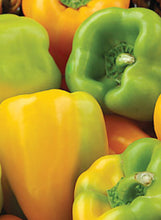 Load image into Gallery viewer, Pepper "Flavorburst"