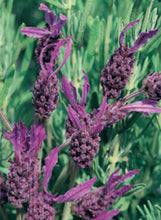 Load image into Gallery viewer, Lavender 'Grosso'