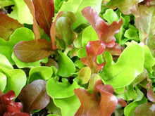 Load image into Gallery viewer, Lettuce Mesclun Mix