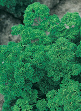 Load image into Gallery viewer, Parsley 'Curled'