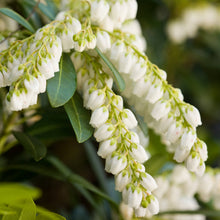 Load image into Gallery viewer, Pieris Japonica 'Mountain Snow' Japanese Pieris