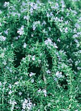 Load image into Gallery viewer, Rosemary Creeping