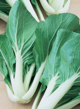 Load image into Gallery viewer, Pak Choi 'Toy Choi'