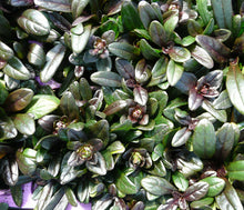 Load image into Gallery viewer, Ajuga reptans 'Chocolate Chip'