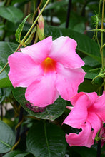 Load image into Gallery viewer, Mandevilla 'Alice Dupont' & Trellis