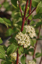 Load image into Gallery viewer, Cornus baileyi 'Red Twig Dogwood'