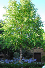 Load image into Gallery viewer, Betula nigra "River Birch"