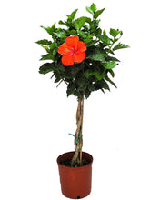 Load image into Gallery viewer, Hibiscus Braided Trees