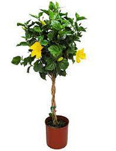 Load image into Gallery viewer, Hibiscus Braided Trees