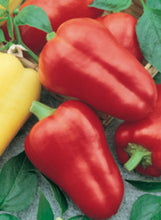 Load image into Gallery viewer, Pepper 'Cajun Belle'