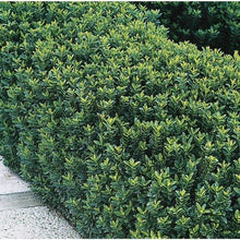 Load image into Gallery viewer, Euonymus japonicus 'Greenspire'