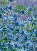 Load image into Gallery viewer, Eryngium zabelii 'Big Blue' Sea Holly