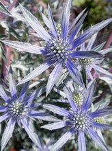 Load image into Gallery viewer, Eryngium zabelii 'Big Blue' Sea Holly