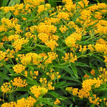 Load image into Gallery viewer, Butterfly Flower Milkweed Asclepias "Hello Yellow"