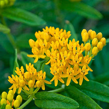 Load image into Gallery viewer, Butterfly Flower Milkweed Asclepias "Hello Yellow"