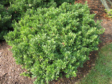 Load image into Gallery viewer, Ilex crenata 'Hoogendorn'