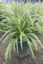 Load image into Gallery viewer, Liriope Variegated