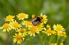 Load image into Gallery viewer, Packera aurea 'Golden Ragwort'