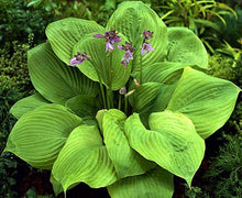 Load image into Gallery viewer, Hosta "Sum & Substance"