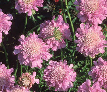 Load image into Gallery viewer, Scabiosa columbaria 'Pink Mist'