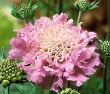 Load image into Gallery viewer, Scabiosa columbaria 'Pink Mist'