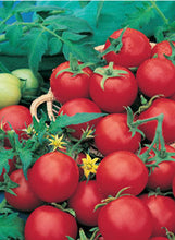 Load image into Gallery viewer, Tomato 'Super Sweet 100'