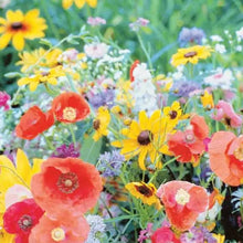 Load image into Gallery viewer, Wildflower Birds and Butterfly Mixture Seeds