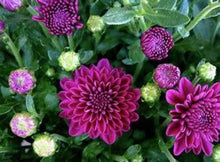 Load image into Gallery viewer, Bushel Basket Mum
