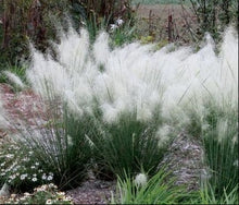Load image into Gallery viewer, Muhlenbergia capillaris 'White Cloud' Grass

