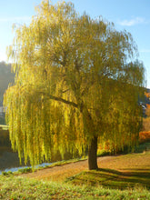 Load image into Gallery viewer, Salix alba 'Tristis' Niobe Weeping Willow

