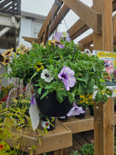 Load image into Gallery viewer, Petunia 'Witches Brew Mix' Hanging Basket
