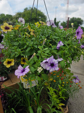 Load image into Gallery viewer, Petunia 'Witches Brew Mix' Hanging Basket
