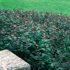 Hypericum androsaemum 'Albury Purple' St. John's Wort