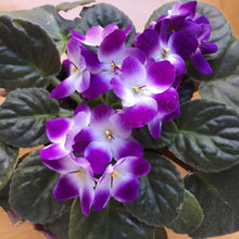 Load image into Gallery viewer, African Violets
