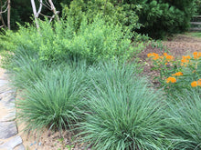 Load image into Gallery viewer, Schizachyrium scoparium 'The Blues'

