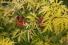 Load image into Gallery viewer, Sambucus racemosa 'Lemony Lace' Elderberry
