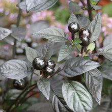 Load image into Gallery viewer, Ornamental Pepper 'Black Pearl'
