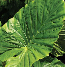 Load image into Gallery viewer, Alocasia odora 'California' Elephant Ear
