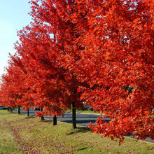 Load image into Gallery viewer, Acer freemanii 'Autumn Blaze' Maple
