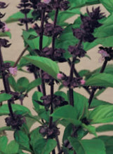 Load image into Gallery viewer, Basil 'Everleaf Lemon'
