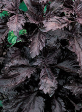 Load image into Gallery viewer, Basil 'Purple Ruffles'
