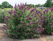 Load image into Gallery viewer, Buddleia 'RoyalRazz' Butterfly Bush
