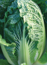 Load image into Gallery viewer, Cabbage 'China King'
