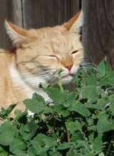 Load image into Gallery viewer, Catnip
