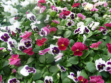 Load image into Gallery viewer, Pansy 'Raspberry Sundae Mix'
